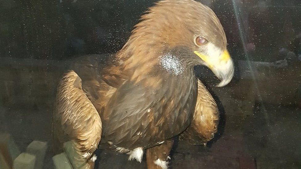 Golden eagle on window sill in Ton Pentre