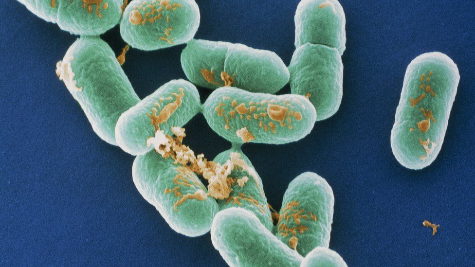 Listeria bacteria