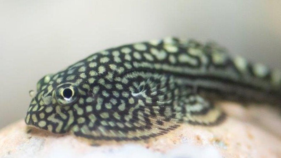 A spotted hillstream loach