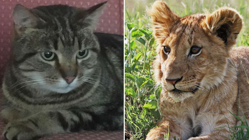 Simba the cat (l) and a lion cub (r)