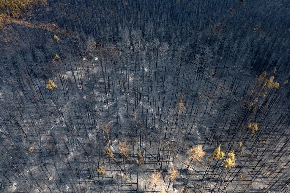 A burnt landscape in Alberta, Canada