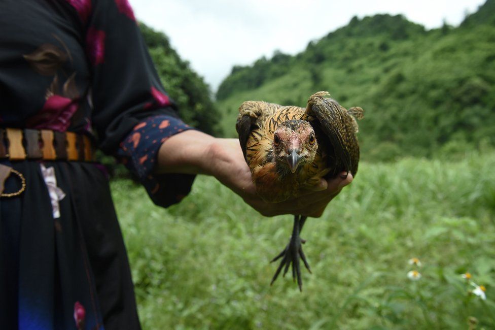 An Ethnic Lisu tribeswoman holds a sacrificial chicken during a ritual in Khun Nam Nang Non Forest Park