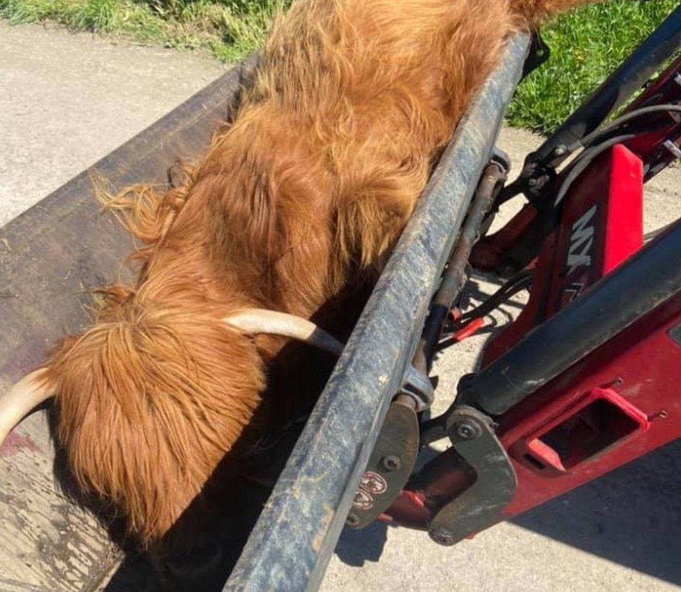 Pregnant Highland Cow Dies After Dog Attack Near Bridport Bbc News