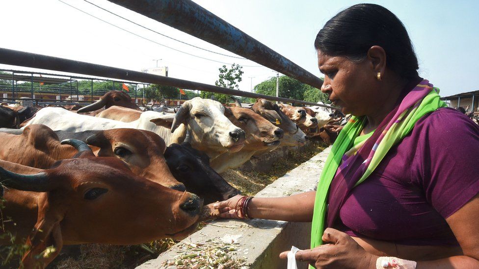 India cows