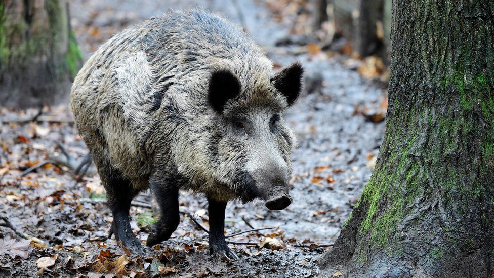 A picture taken on November 28, 2017 shows a wild boar at an enclosure set up by forest rangers in a northwestern district of Berlin
