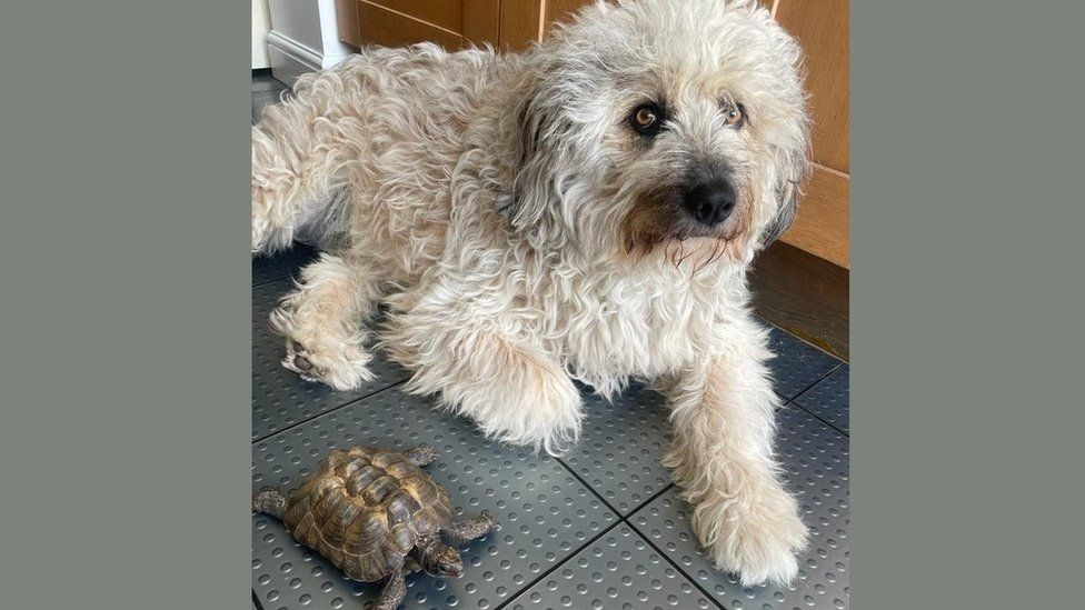 Rexi and a tortoise