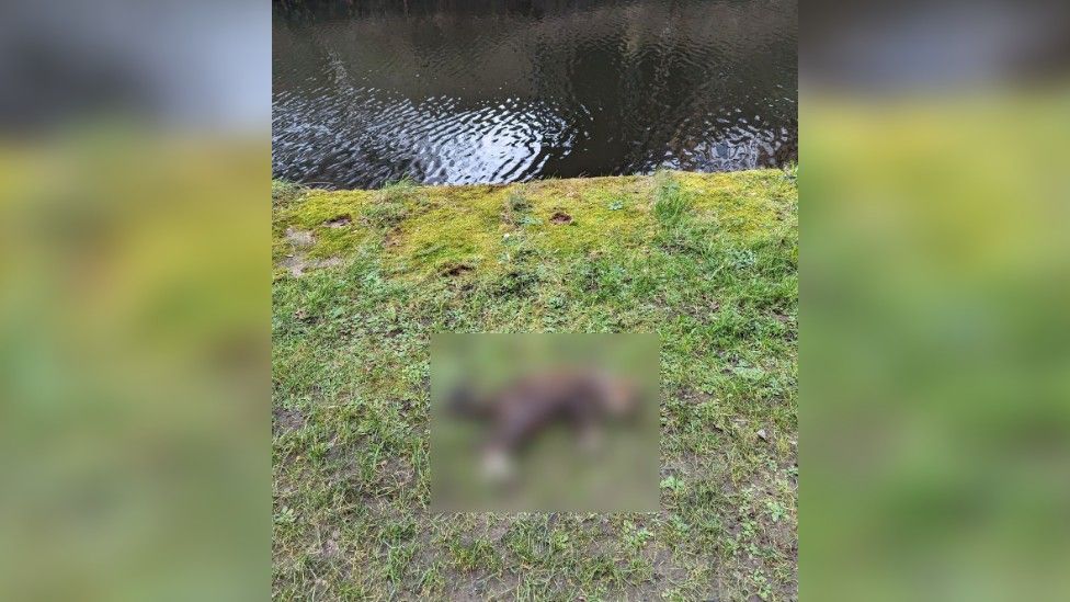 Dead cat found at side of canal