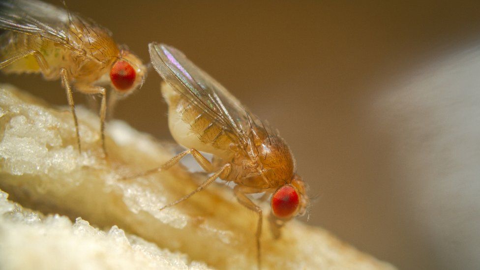 What do fruit flies have in common with humans? BBC Newsround