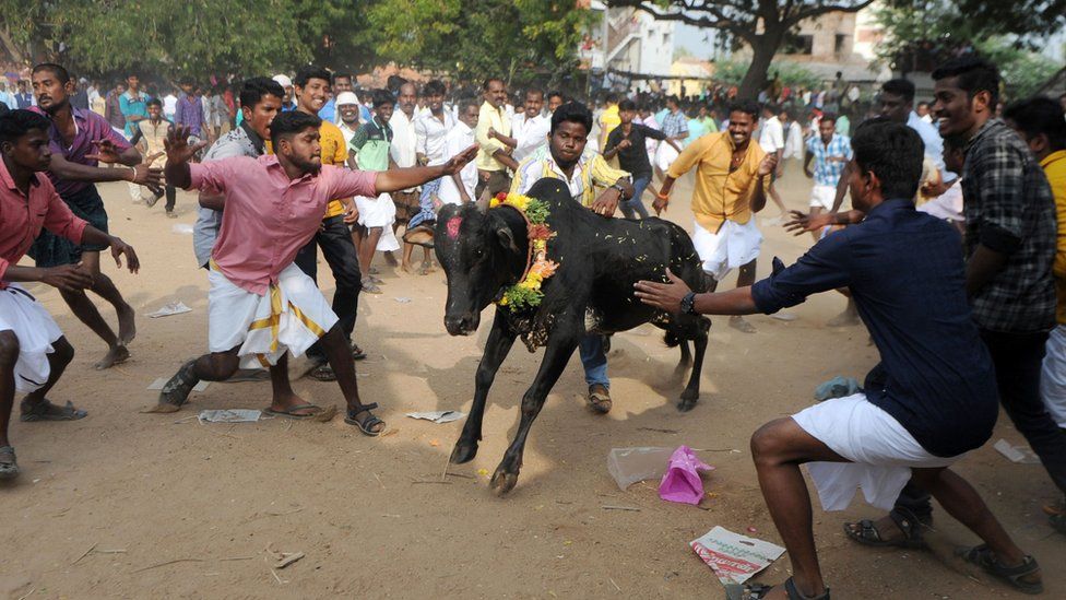 A bull charges through a crow of Indian participants and bystanders during Jallikattu, an annual bull fighting ritual, on the outskirts of Madurai on January 15, 2017
