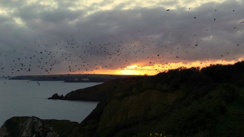 Starlings at sunset over St Ishmaels, Pembrokeshire