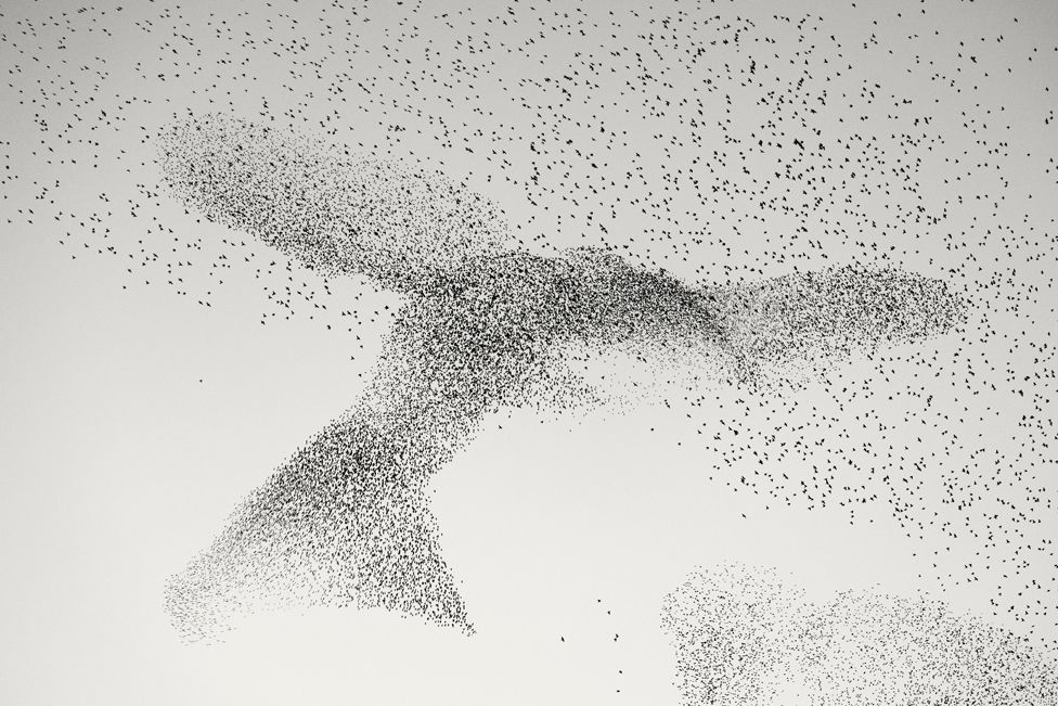 A starling murmuration in the sky over Rome, Italy