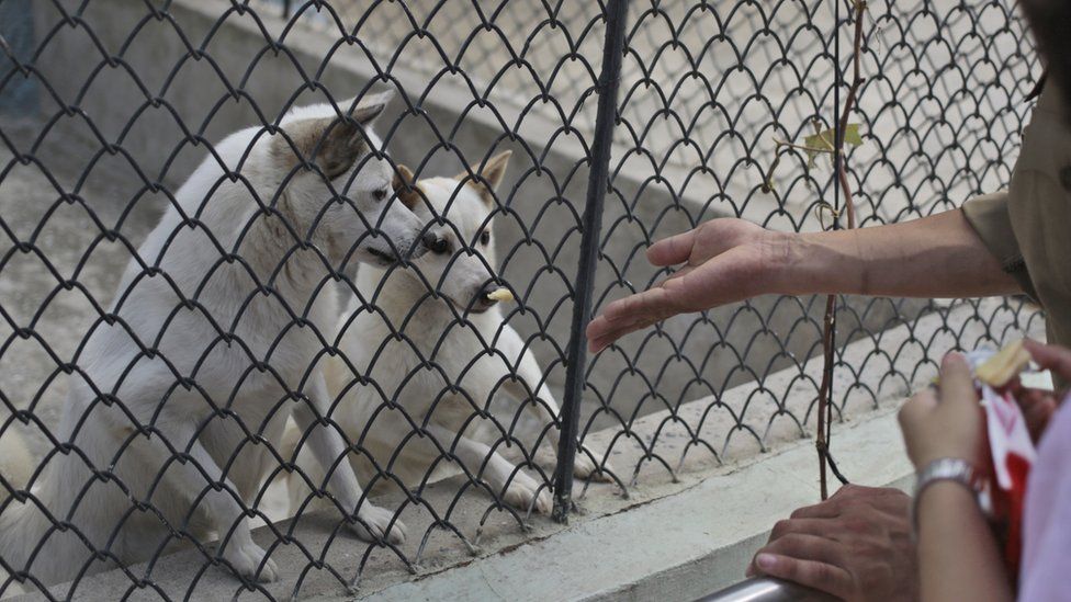 Visitors feed dogs at the newly opened Central Zoo in Pyongyang, North Korea, Tuesday, Aug. 23, 2016.
