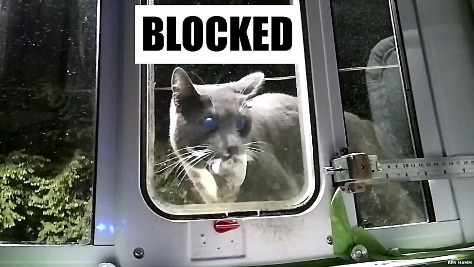 Blocked cat