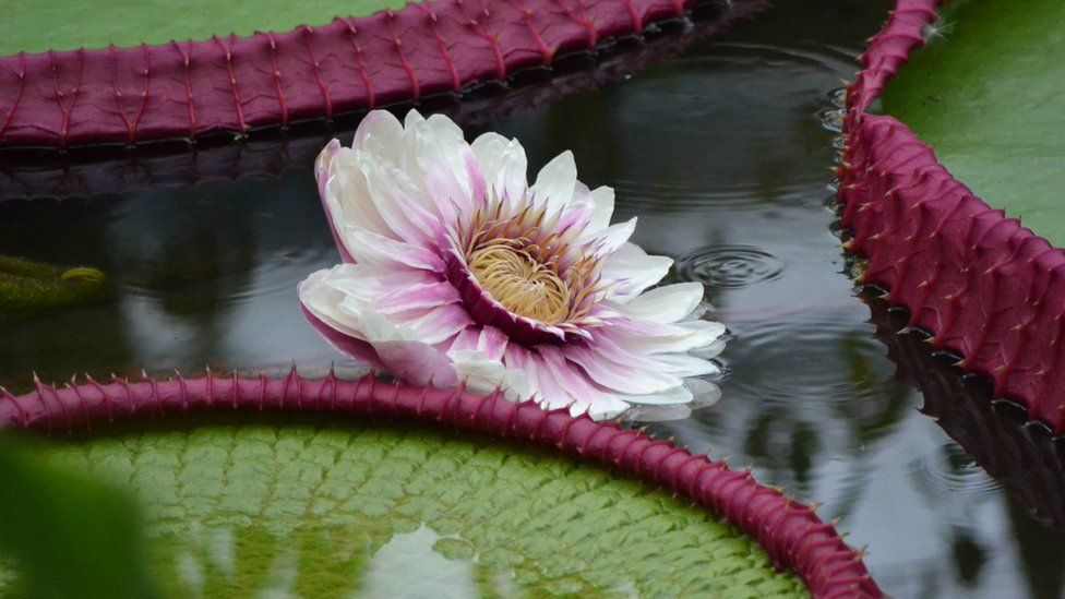 Check Out This New Giant Water Lily Discovered By Scientists - BBC ...