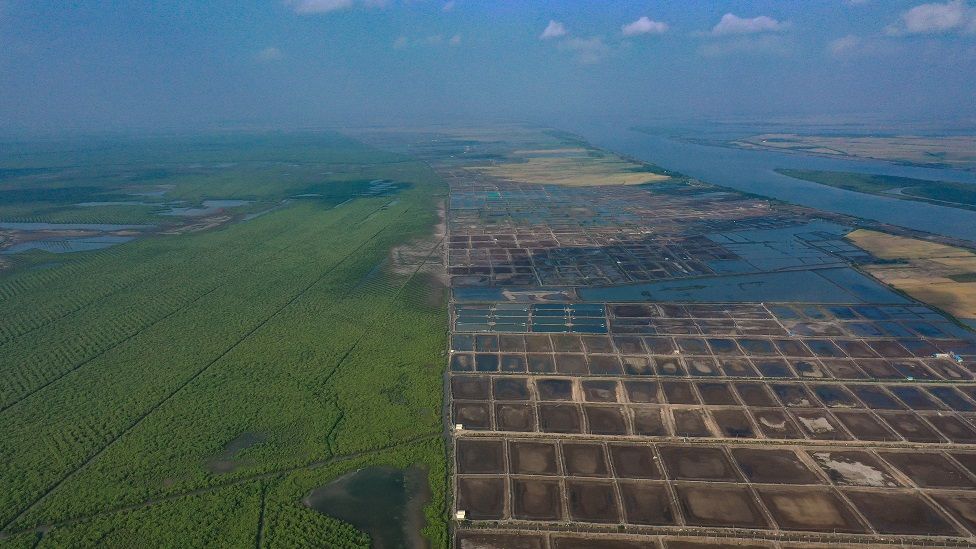 An aerial view of a mangrove forest on the left and a patchwork of brown aquaculture ponds on the right