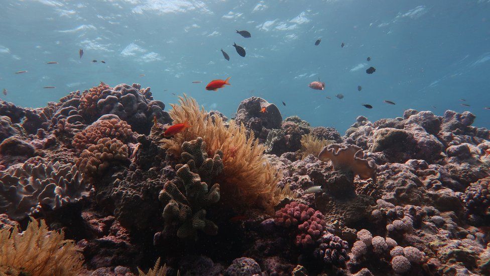Fish swim around a dying coral structure
