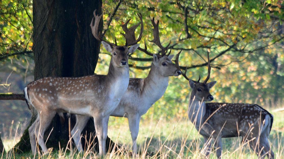 Deer at Dyrham Park