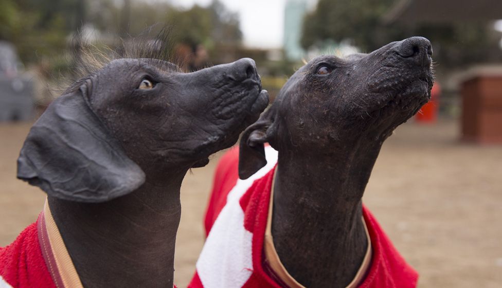 Peruvian hairless dogs Sumac and Munay pictured at the archaeological site where they live