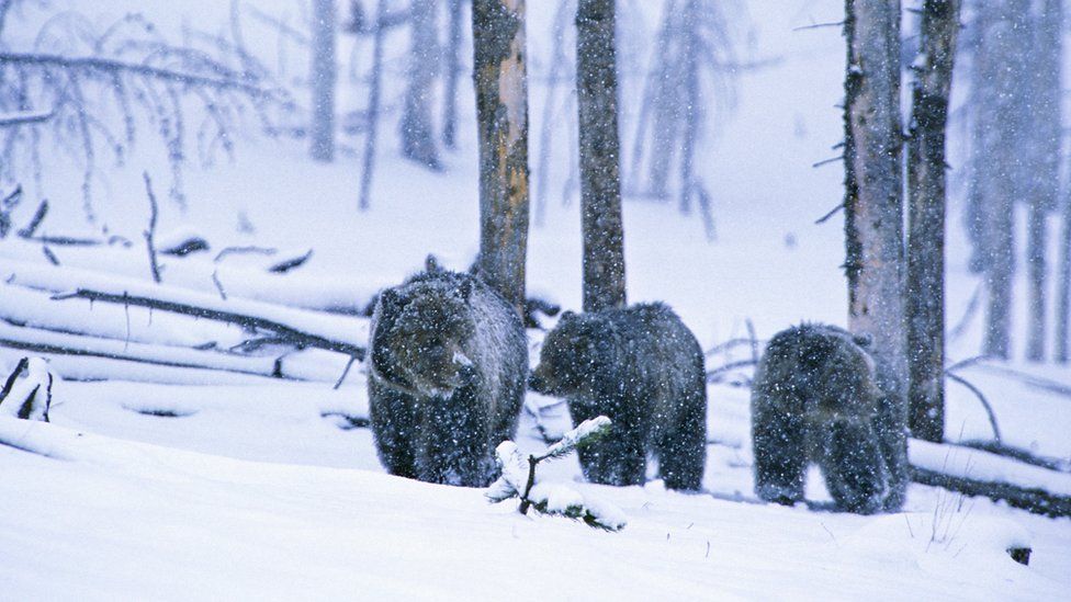 family of brown bears in the snow