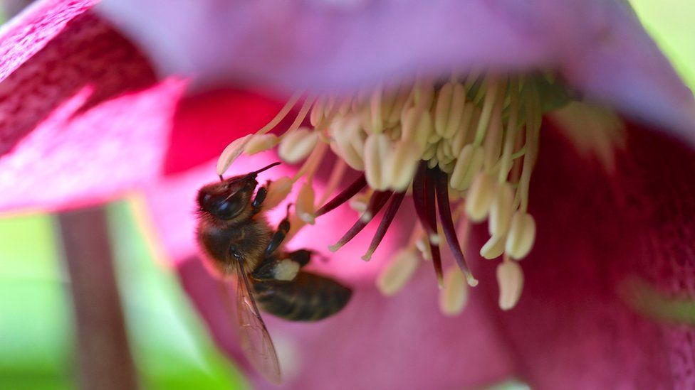 Bees also favour the hellebore garden flower