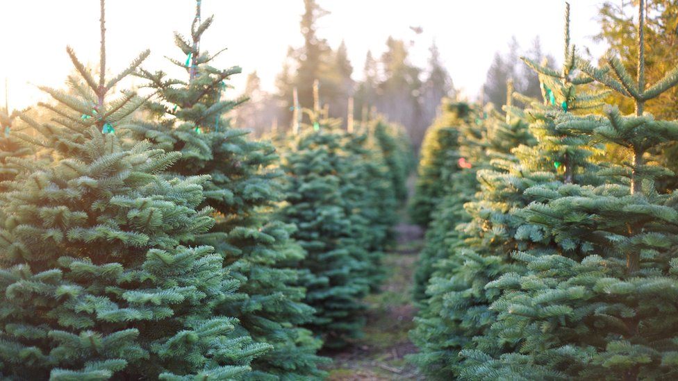 Row of Christmas trees