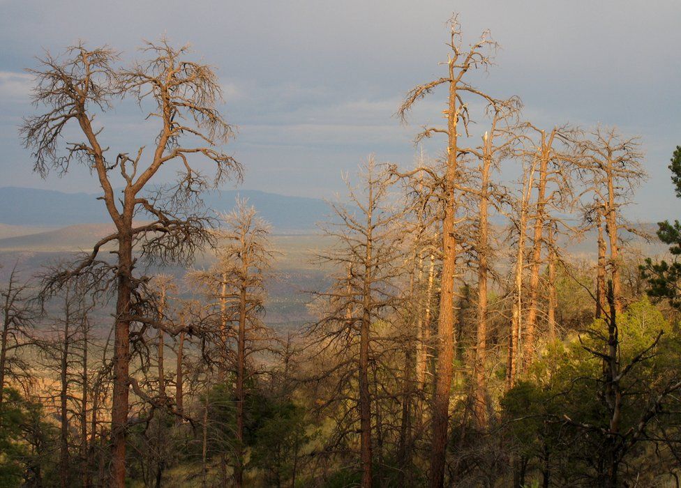 Взрослые деревья, такие как эти сосны Пондероза в Нью-Мексико, США, погибают от засухи и вредителей в нашем меняющемся климате
