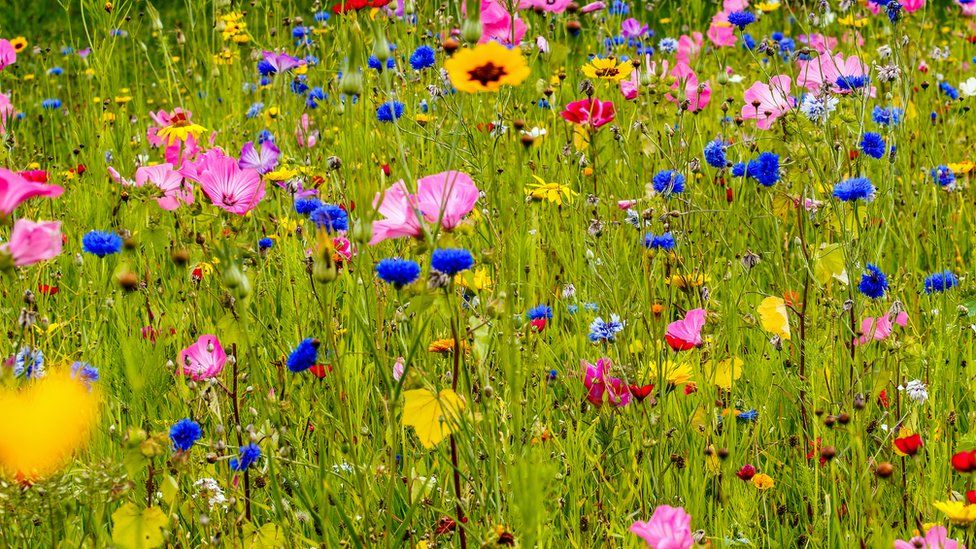 Chelsea Flower Show: Weeds to be rebranded 'hero' plants - BBC Newsround