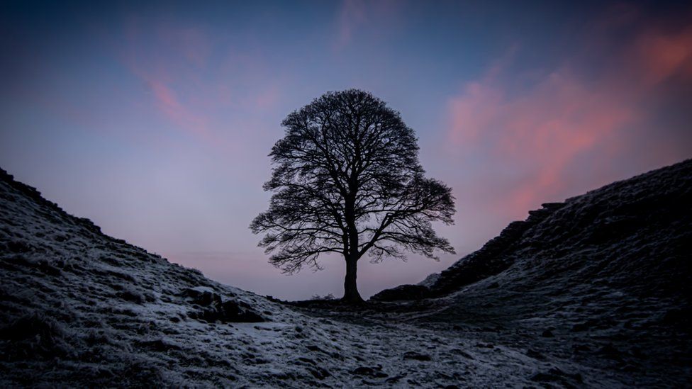 Sycamore gap with pink and blue sky