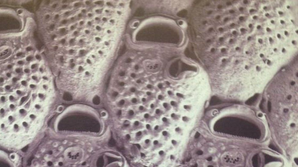 The bryozoans which Caroline Butler studies. She has two species named after her