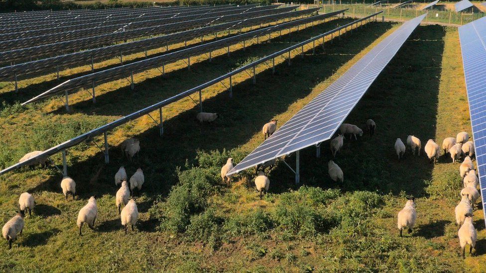 Sheep grazing among solar panels