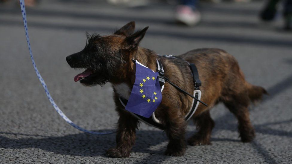 Dog wearing EU flag