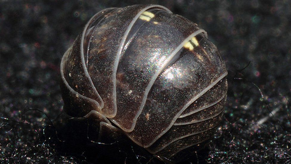 Wood louse or slater rolled into a ball