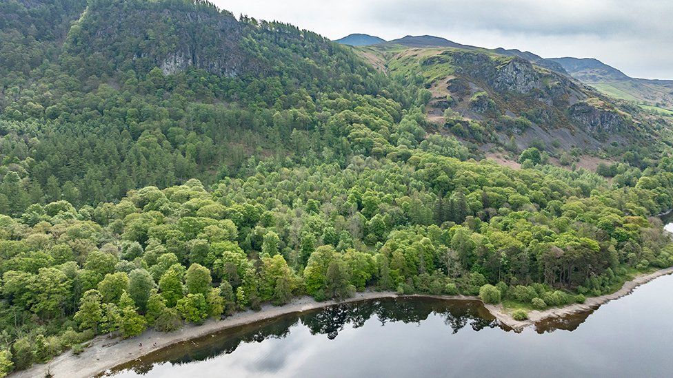 Borrowdale: England's biggest temperate rainforest becomes a nature ...