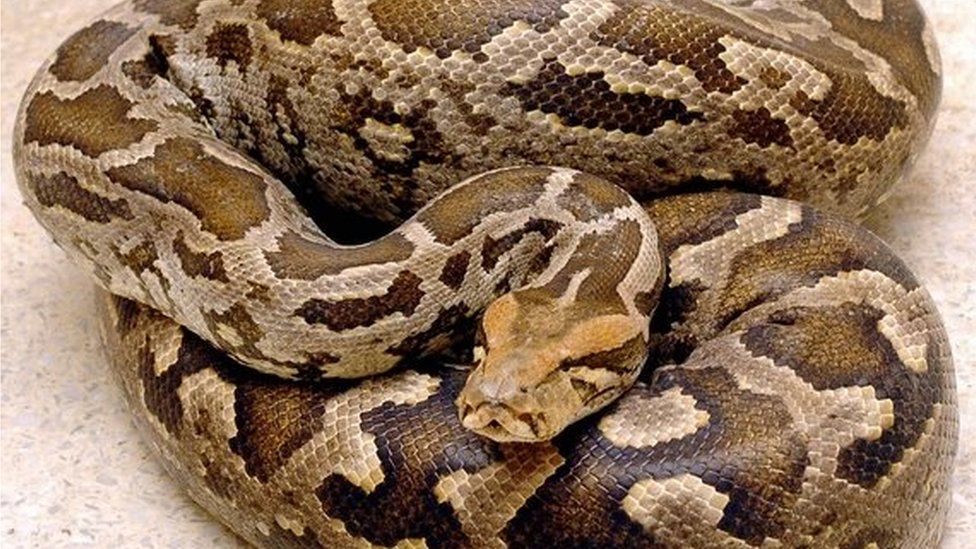 A 11 feet long,21 kgs Indian rock Python (Python molurus)