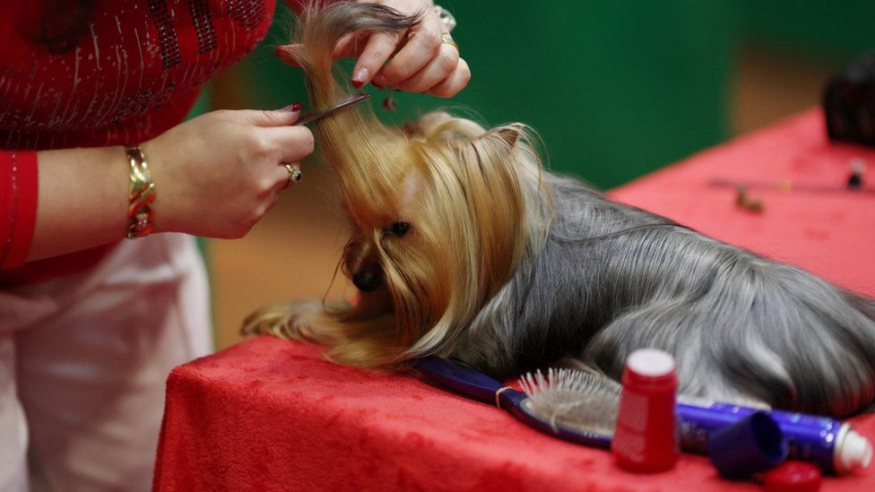 A Yorkshire terrier is groomed ahead of judging