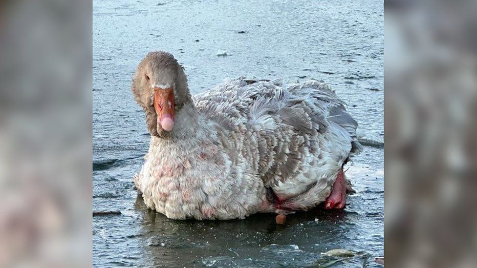 Gretel the goose injured and stuck in the ice