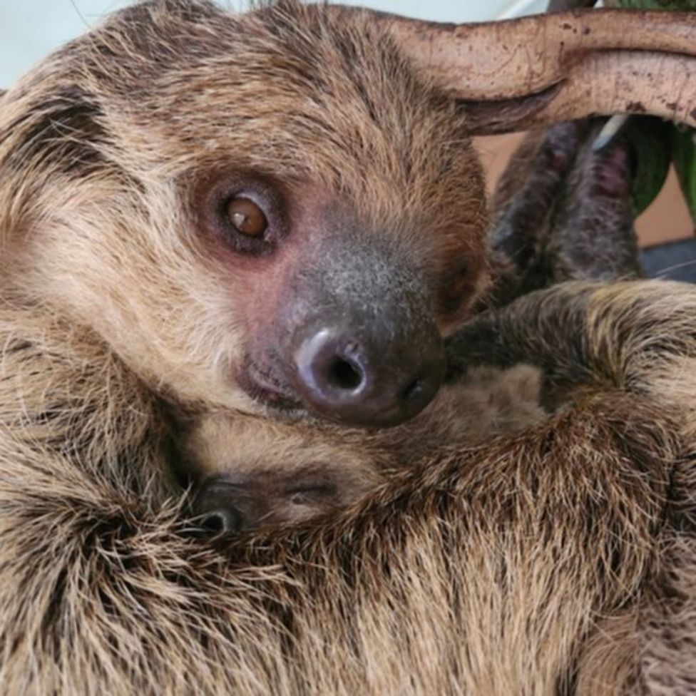 London Zoo: Two-toed sloth cradles her baby - BBC News