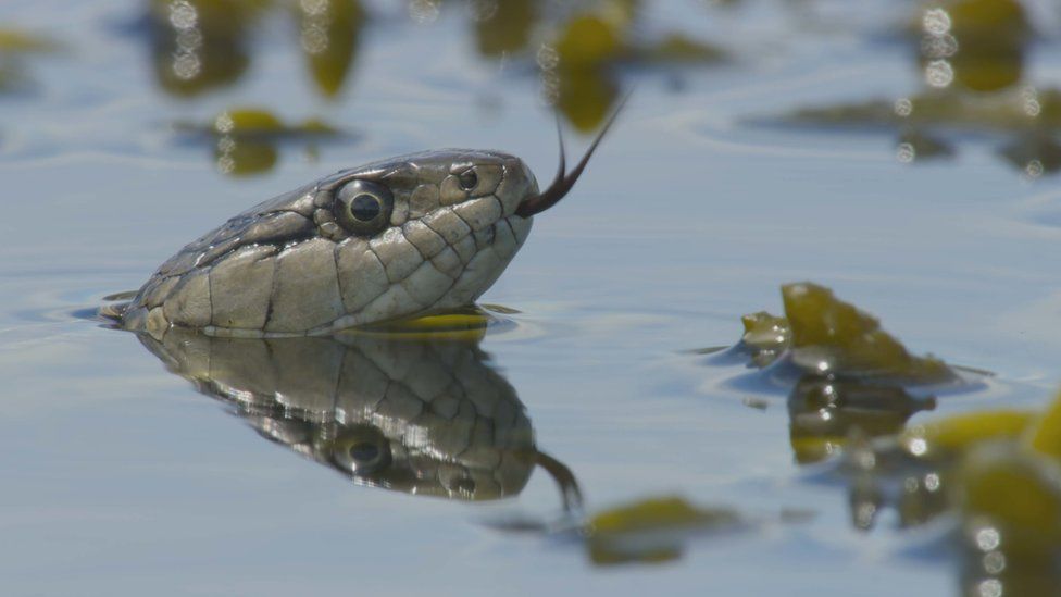 Подвязочная змея в Канаде