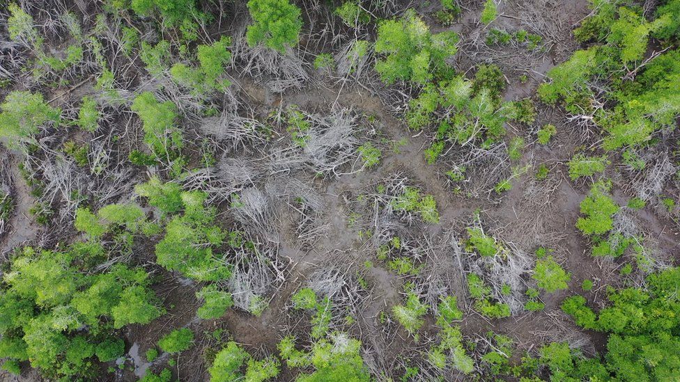 Bare patch of forest seen from overhead