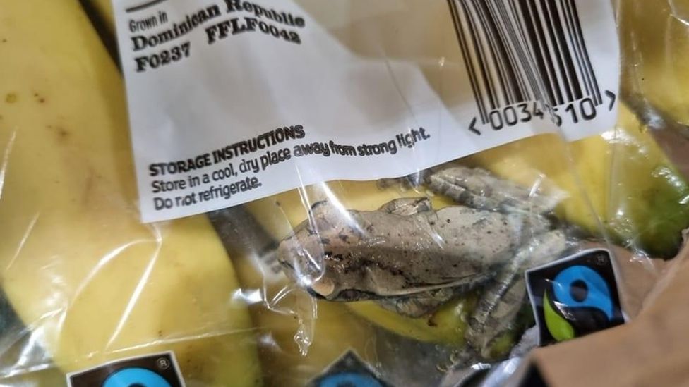 Hispaniolan common tree frog in a bag of bananas