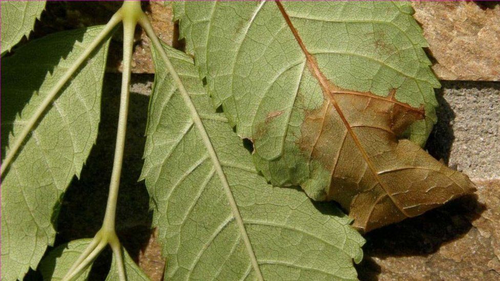 Brown, diseased ash leaf with dieback
