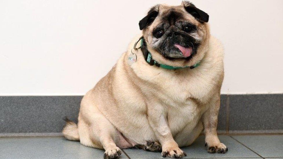 Pug's weight up to 'toddler size' after 