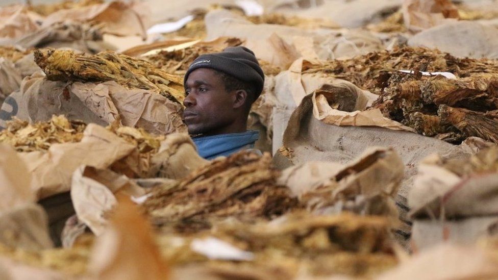 A Zimbabwean communal farmer looks on during the close of the 2016 selling season at Tobacco Auction Floors in Harare August 23,2016