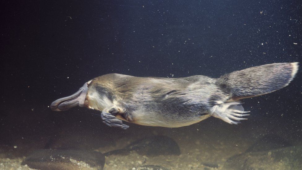 Scientists discover that platypus fur glows under UV light - BBC Newsround