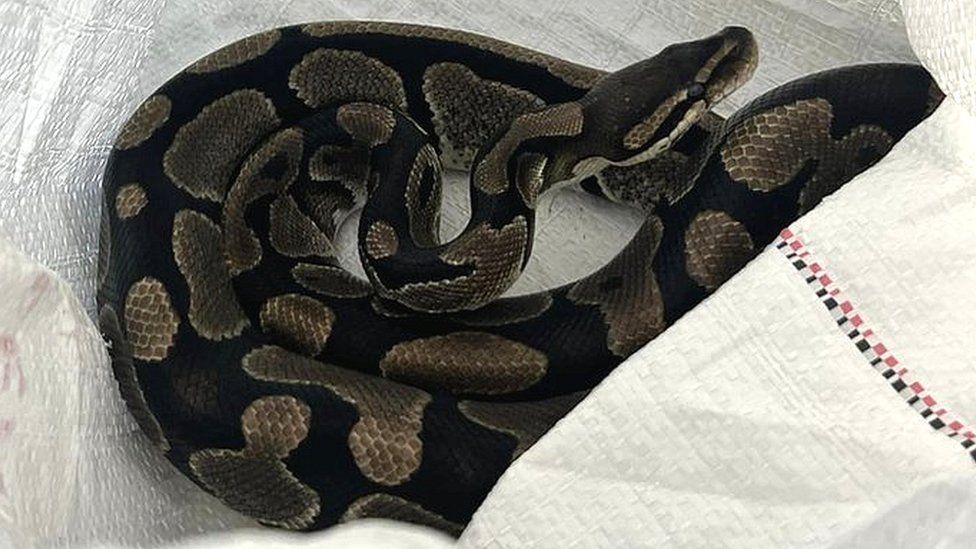 One of the abandoned pythons