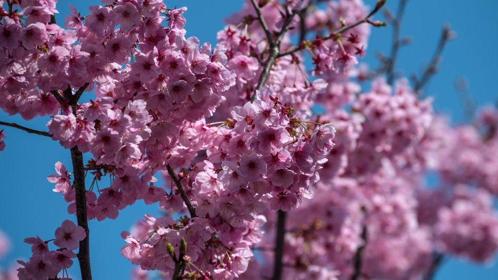 Cherry blossoms in Japan bloom early for a sakura surprise! - BBC Newsround