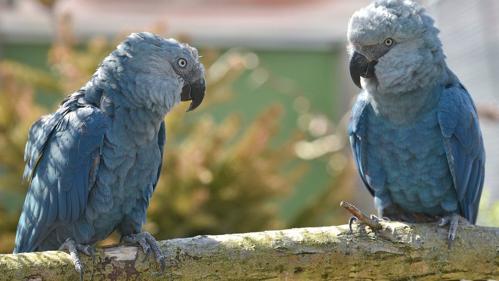 The spix macaw is believed extinct in the wild due mainly to deforestation