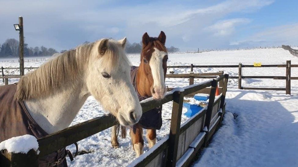 Ponies in the snow