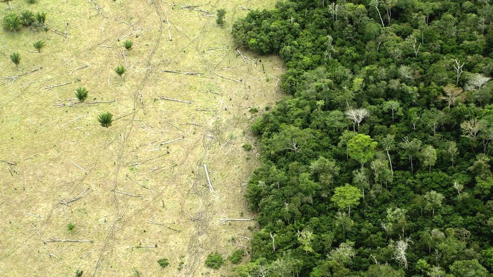 rainforest: Football-pitch-sized area cleared every minute - BBC  Newsround