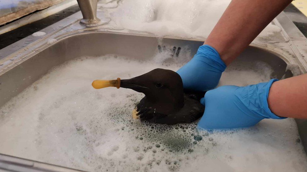 A guillemot being cleaned after it was found covered in oil